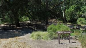 Newt Hollow 1