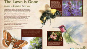 The lawn is gone - make a habitat garden