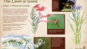 The lawn is gone - make a perennial garden