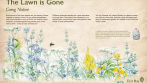 The lawn is gone - going native