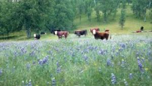 Cows in purple flowers
