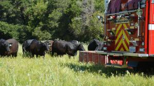 Grazing Fuels Management
