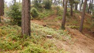 Redwood Pine