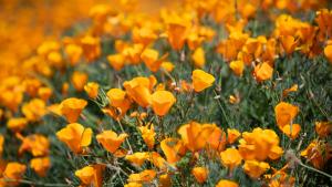 Field of California Golden Poppies.