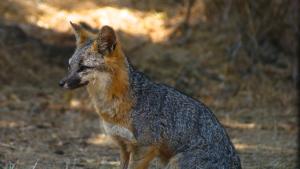 Wildlife Grey Fox