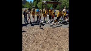 ardenwood chickens photo