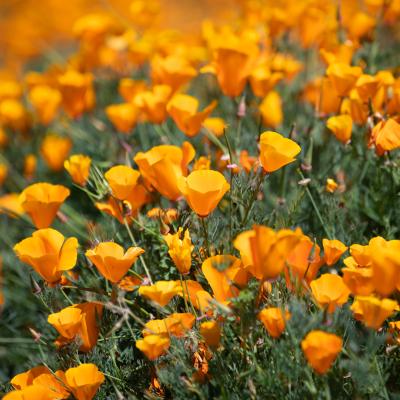 Field of California Golden Poppies.