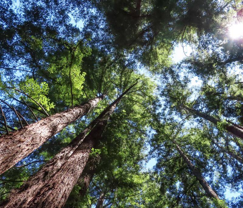 Redwood trees along the French Trail in Redwood Regional Park by Andrew Aldrich