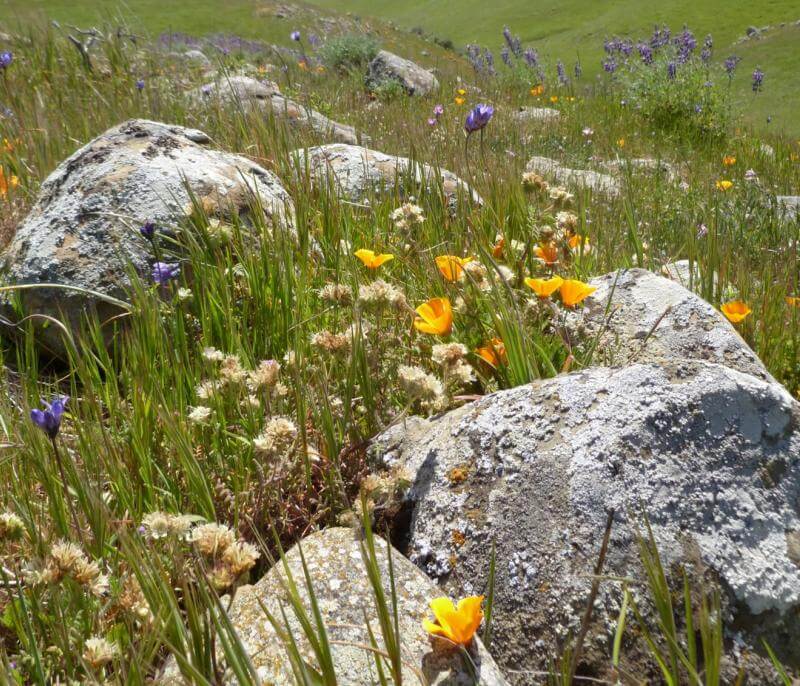 Grassland May 2023