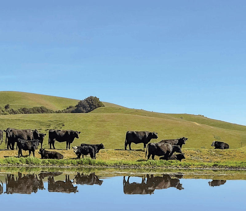 Pond and Cows
