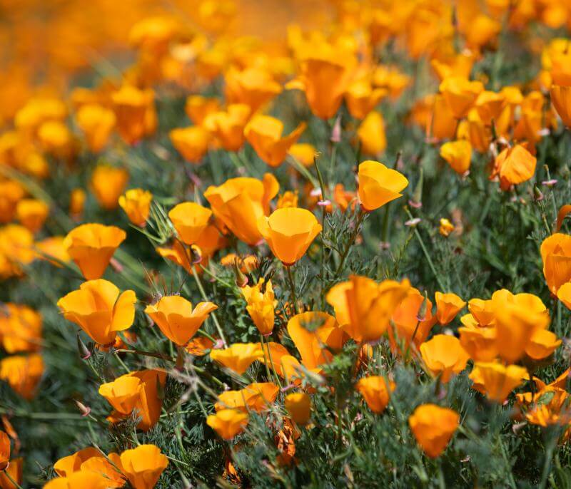 Field of California Golden Poppies.