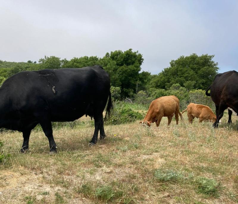 WC cows eating BAPI